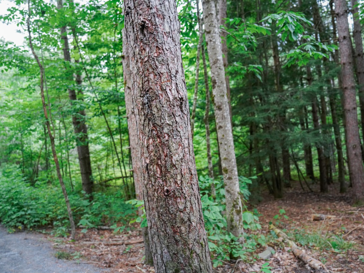 What I Bring on a&nbsp;Day-Hike